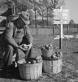 Farmář prodávající jablka na křižovatce, Tennessee, asi 1937