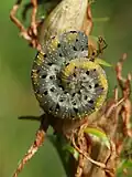 Larva pilatky Tenthredo amoena