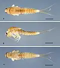 Tenuibaetis fujitanii