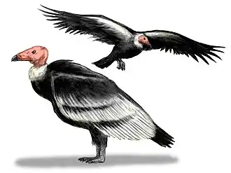 Teratornis merriami