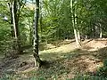 Les (rozvolněná dubohabřina)