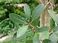 Listy Ternstroemia gymnanthera