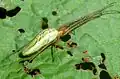Čelistnatka rákosní (Tetragnatha extensa) v typické pozici