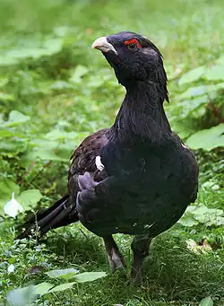 Tetřev hlušec (Tetrao urogallus)