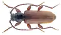 Tesařík smrkový (Tetropium castaneum)
