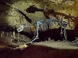 Kostra jeskynního medvěda