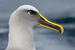 Albatros bullerův - portrét. Albatros má šedé peří a černý zobák se sytě žlutou linkou podél spodní hrany dolní čelisti a vrchní hrany horní čelisti