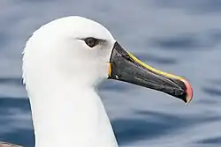 Albatros Carterův - portrét. Albatros má bílé peří a černý zobák se žlutou linkou podél vrchní hrany horní čelisti