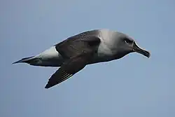Fotografie albatrose šedohlavého v letu. Albatros má výrazně šedý krk, tmavá křídla a černožlutý zobák