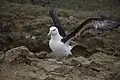 Albatros černobrvý