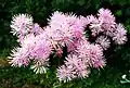 Thalictrum aquilegifolium