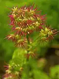 Thalictrum occidentale