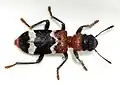 Pestrokrovečník mravenčí (Thanasimus formicarius)