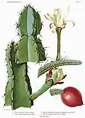 Cereus validus (Syn. Cereus forbesii)