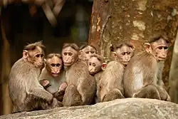 Kočkodani (macaca radiata), stejně jako většina primátů, jsou velmi společenská zvířata a tráví mnoho hodin péčí a interakcí s ostatními ve skupině