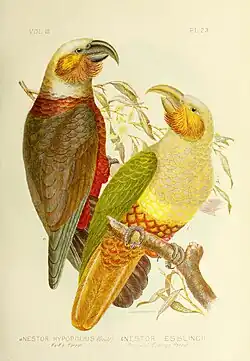 Dva kakové (Gracius Broinowski, 1890)