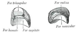 Levá poloměsíčitá kost. Gray's Anatomy, 1918