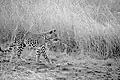 Ukázka somatolýzy u levharta skvrnitého (Panthera pardus) pohybujícího se v savaně.