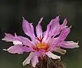 Květ Th. bicolor ssp. texensis