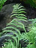 Kapradiník bažinný (Thelypteris palustris)