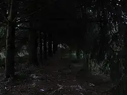 Slender Man je často spojován s lesy a opuštěnými místy