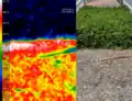 Teplotní rozdíl mezi holým povrchem pokrytým štěpkou a sousední zelení je 29 °C, přestože zeleň je tmavší.