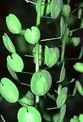 Penízek rolní (Thlaspi annua)