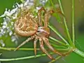 Xysticus cristatus, běžník obecný – samice