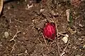 Kvetoucí Thonningia sanguinea
