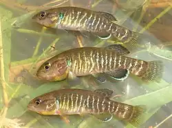 Novumbra hubbsii