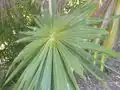List Thrinax radiata