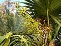 Nezralé plodenství Thrinax radiata