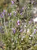 Thymbra spicata