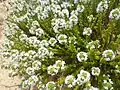 Thymus carnosus (sekce Thymus) je druhem rostoucím výhradně na písečných dunách jihoevropského pobřeží Atlantiku
