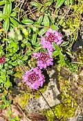 mateřídouška časná (Thymus praecox)