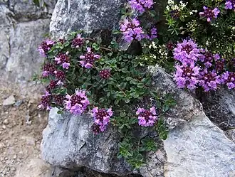 Trs rostlin na skalce