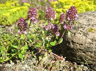 Mateřídouška vejčitá (Thymus pulegioides)