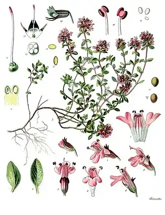 Botanická ilustrace ze starého atlasu
