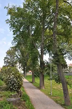 Lipové stromořadí Na Hrádku