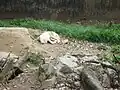 Tibetský vlk