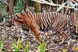 Ukázka tygřího maskování v lese (Zoo Melbourne).