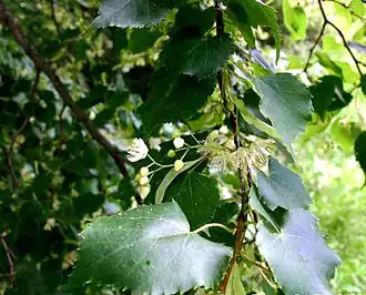 Lípa malolistá Tilia cordata