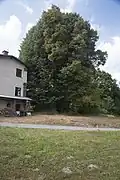 Žantova lípa