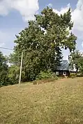 Lípa malolistá, památný strom, Sklenařice, Vysoké nad Jizerou, okres Semily, Liberecký kraj