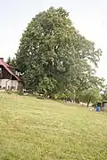 Lípa v Tříči