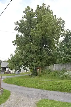 Trsická lípa