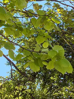 Lípa velkolistá, Tilia platyphyllos