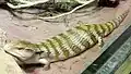 Tanimbar blue-tongued skink