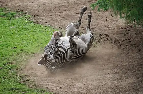 Zebra Grévyho