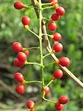 Plodenství Tinospora sinensis